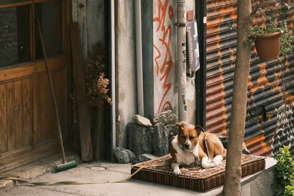 Dog resting at home