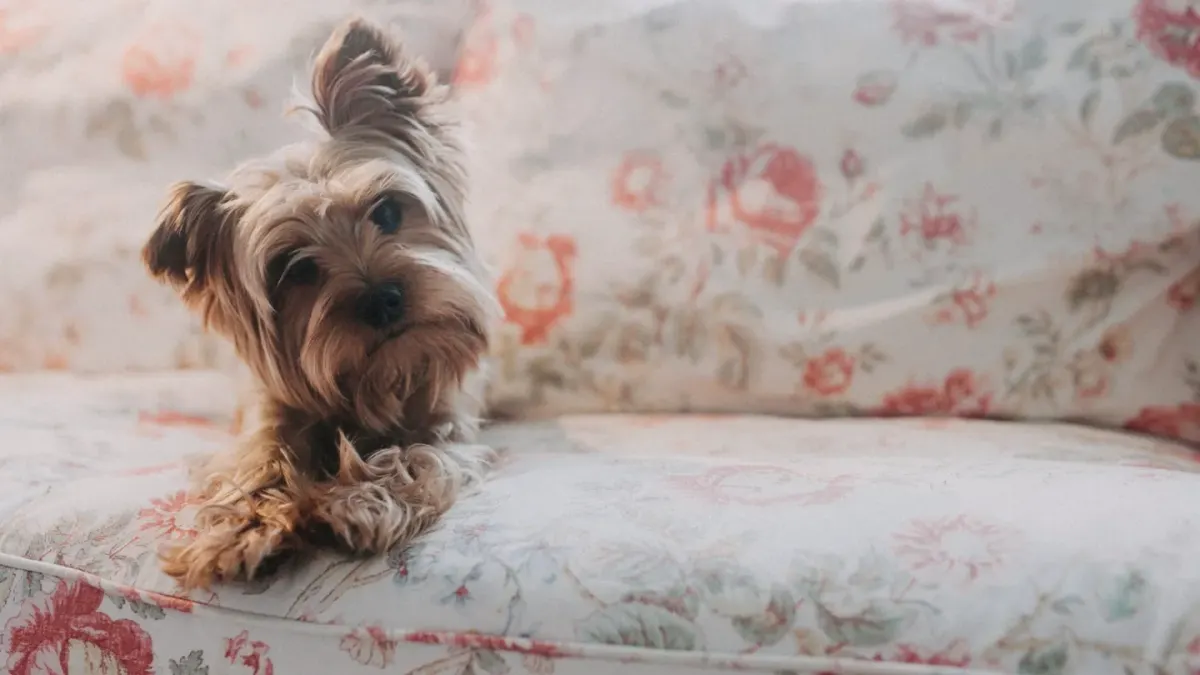 Dog resting at home