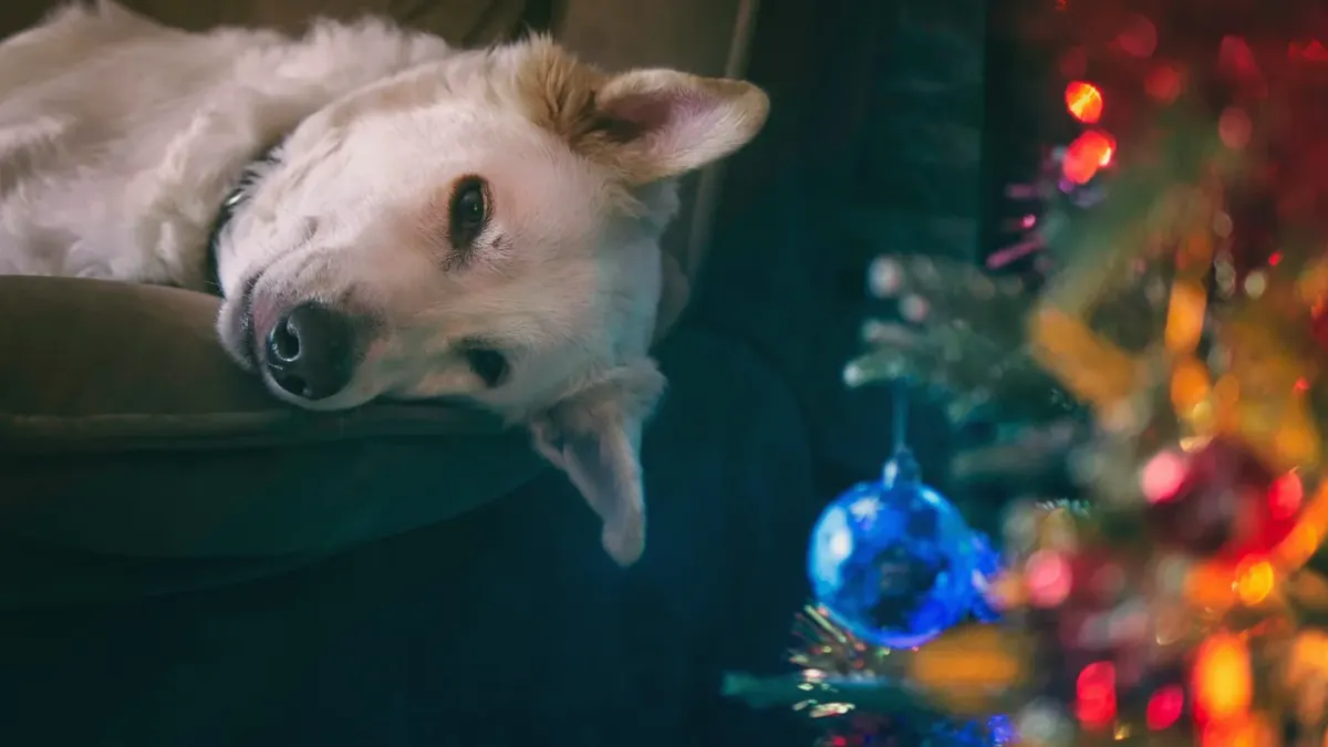 Dog resting at home