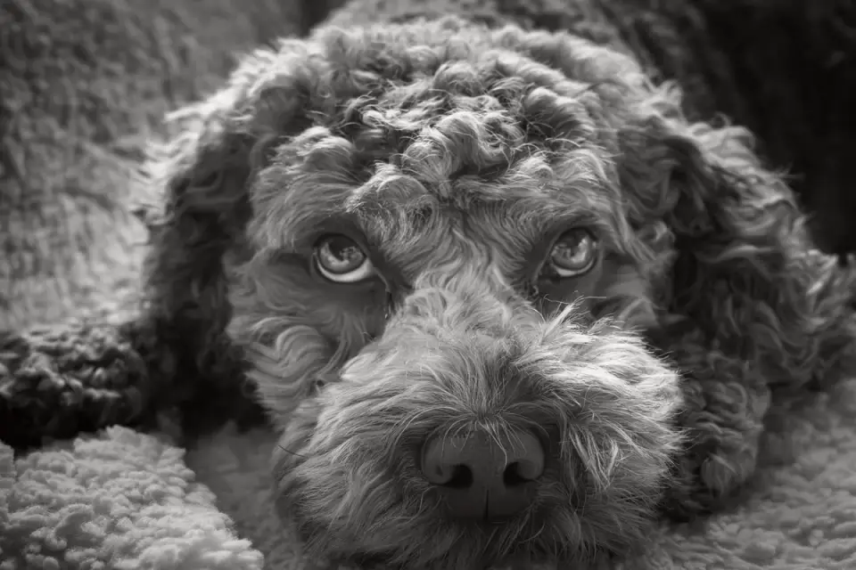 Dog resting at home