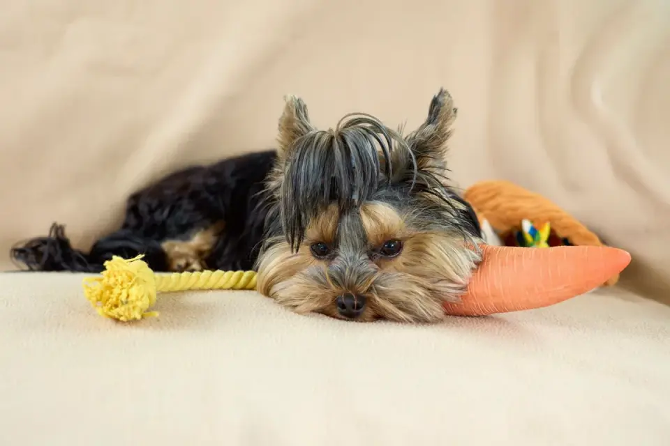 Dog resting at home