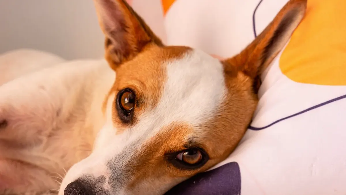 Dog resting at home