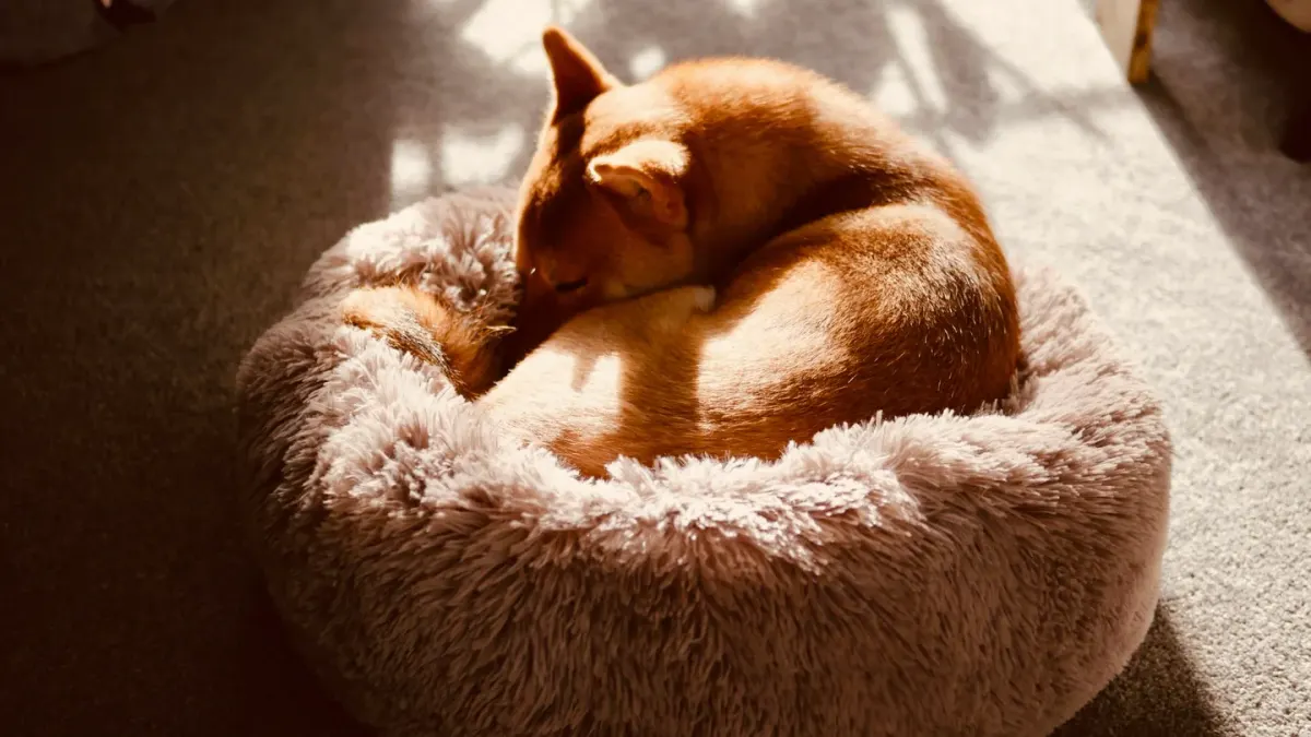 Dog resting at home