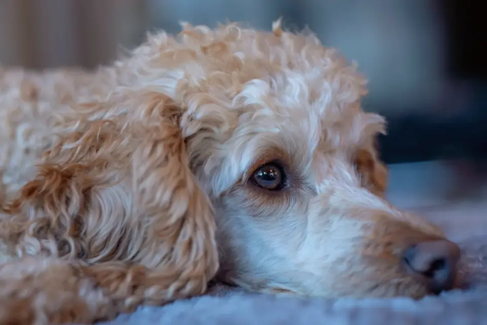 Dog resting at home