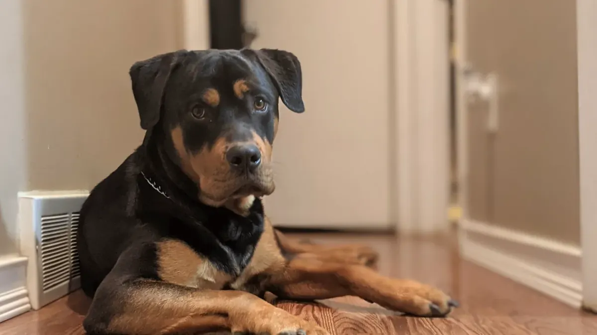 Dog resting at home