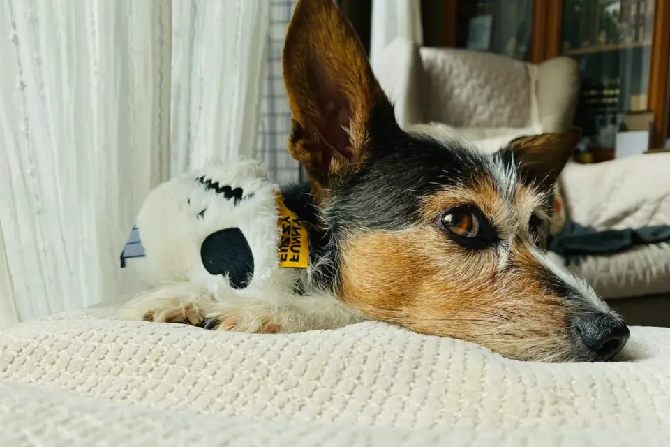 Dog resting at home