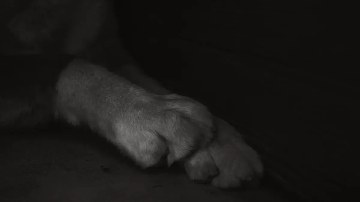 Dog resting at home