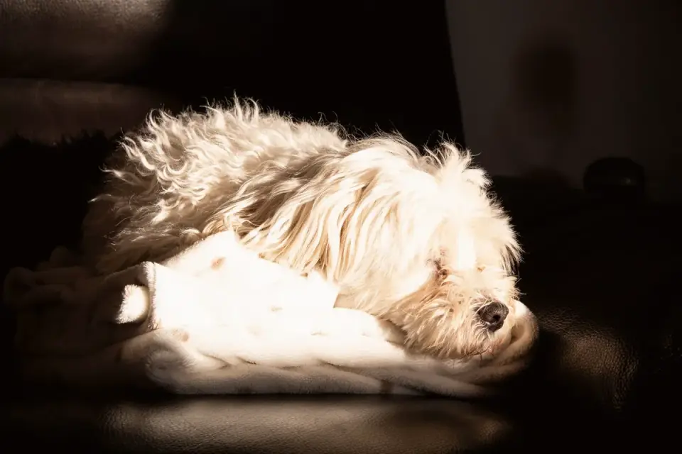 Dog resting at home