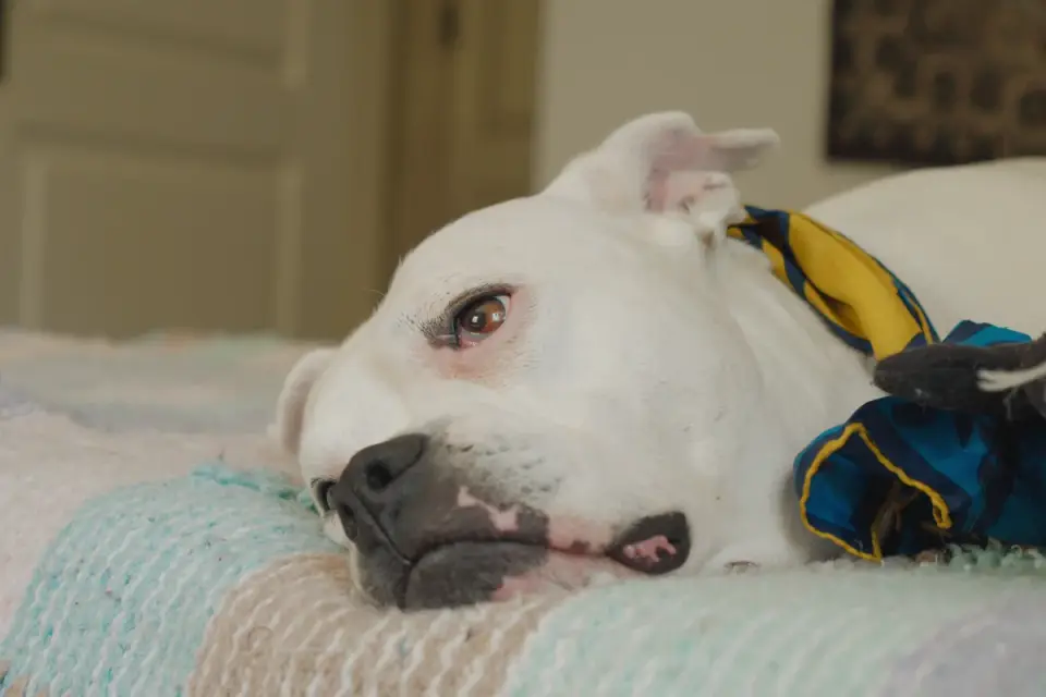 Dog resting at home