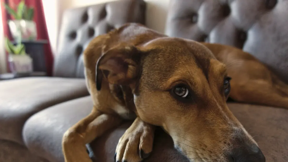 Dog resting at home