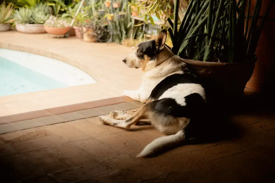 Dog resting at home