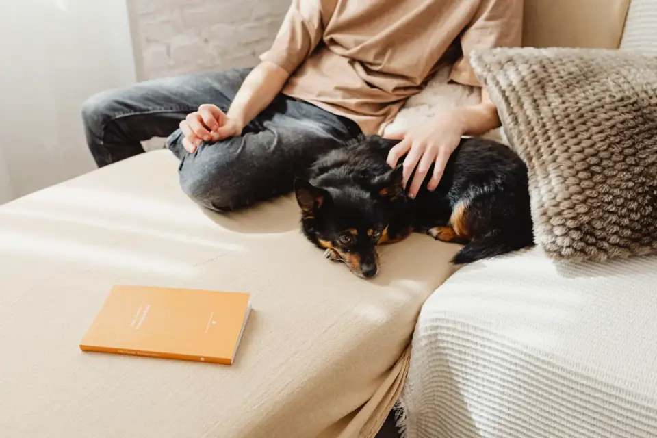 Dog resting beside an owner