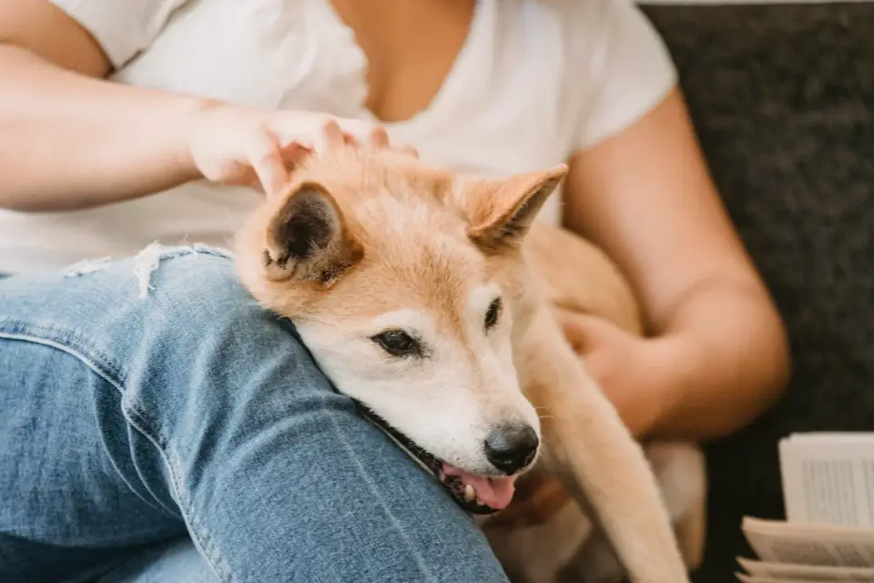 Dog resting beside an owner