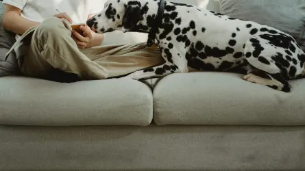 Dog resting beside an owner
