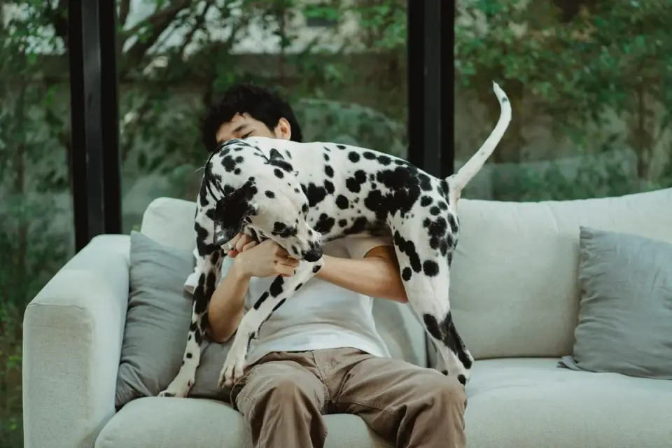 Dog resting beside an owner