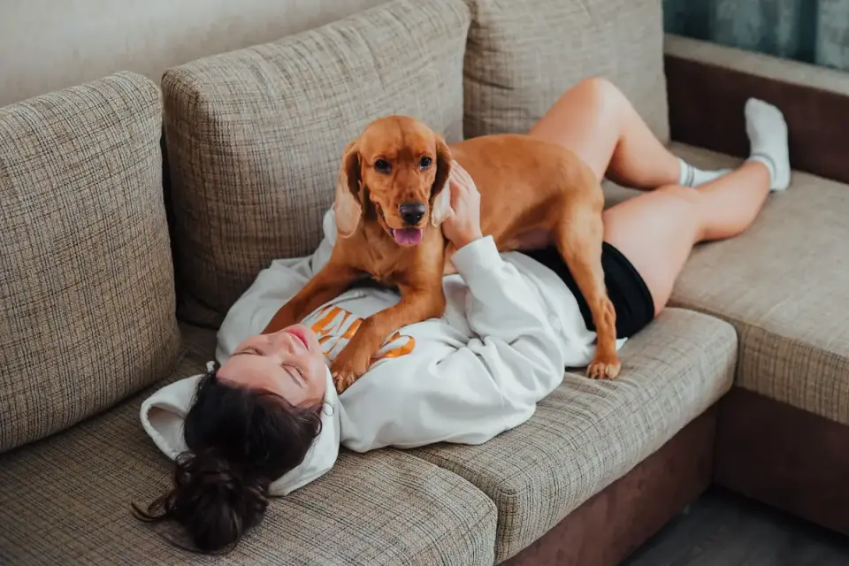 Dog resting beside an owner