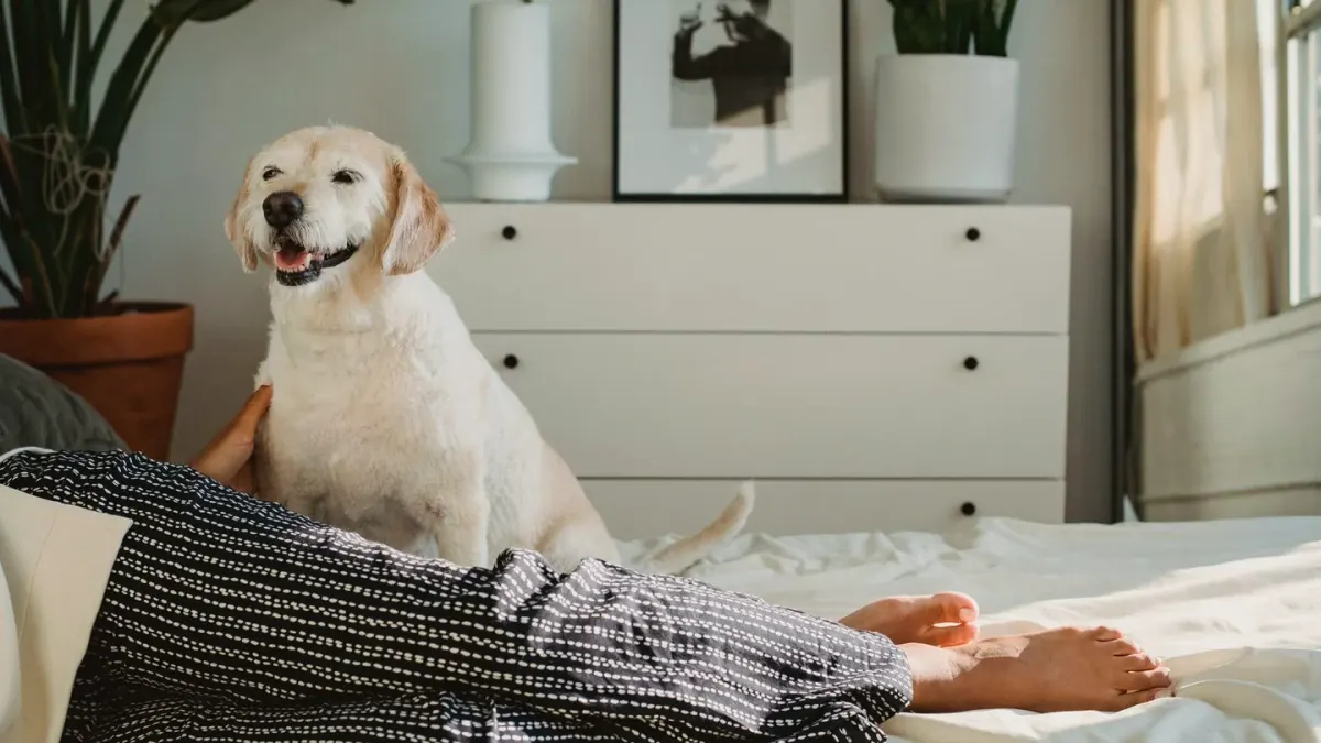 Dog resting beside an owner