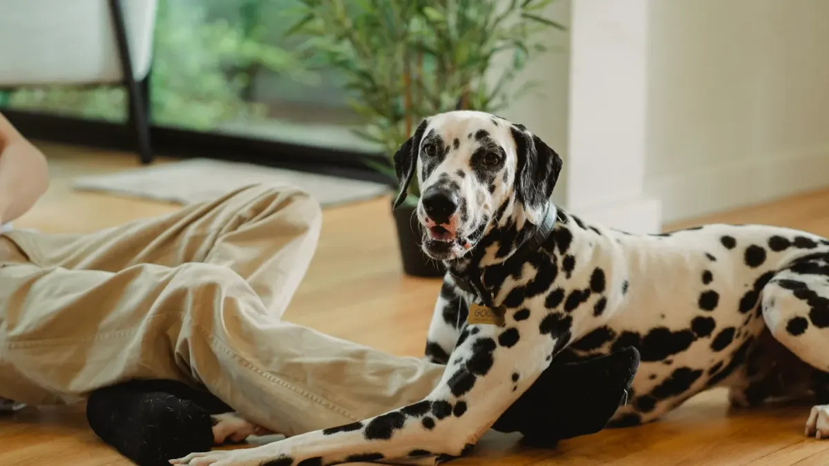 Dog resting beside an owner