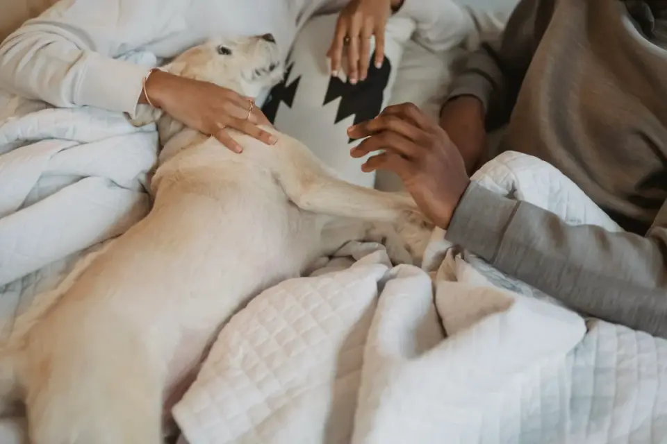 Dog resting beside an owner