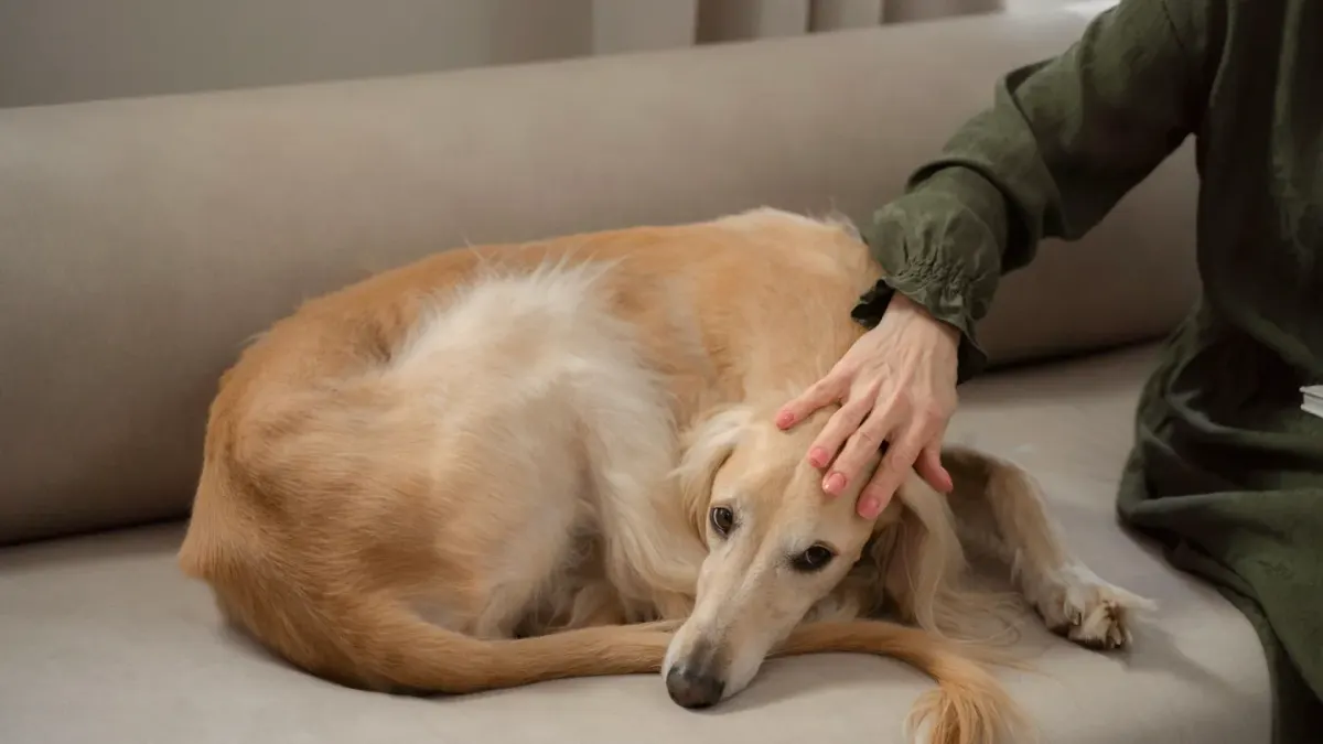 Dog resting beside an owner
