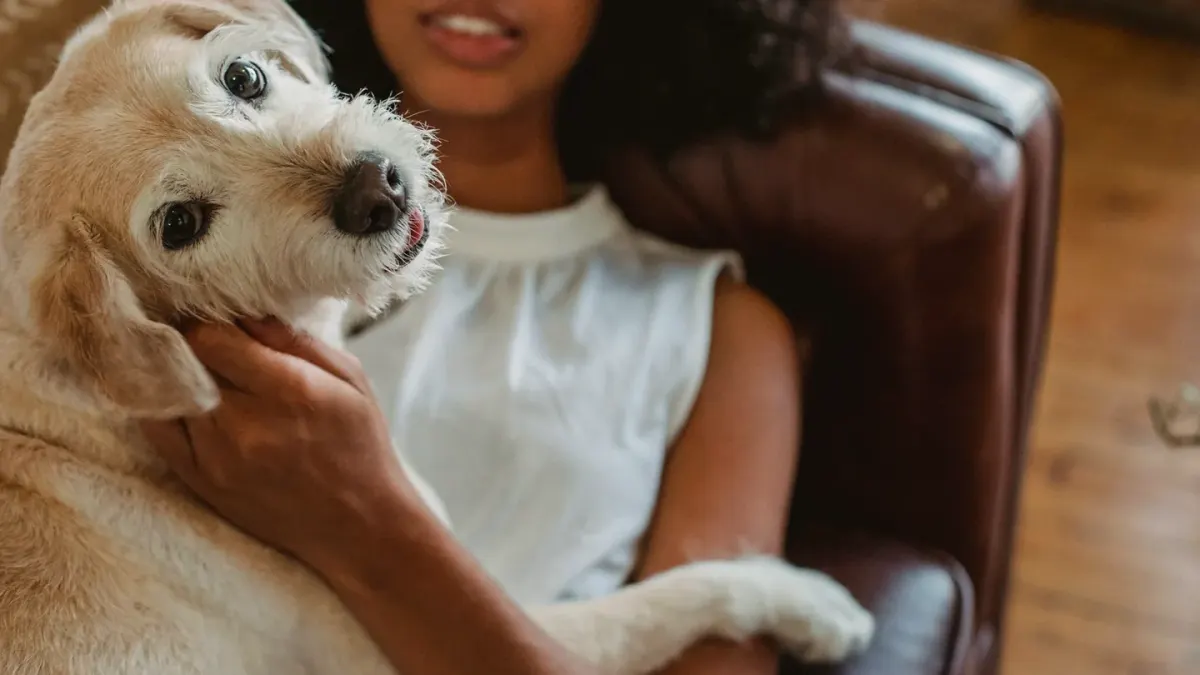 Dog resting beside an owner