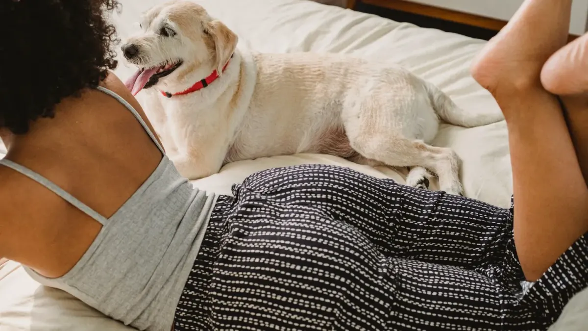 Dog resting beside an owner