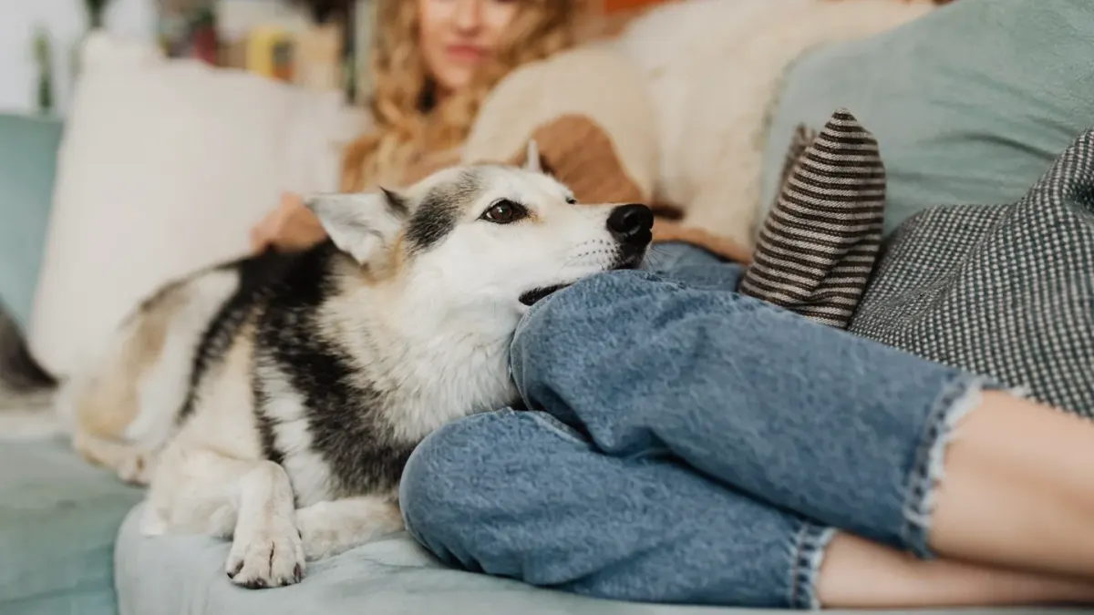 Dog resting beside an owner