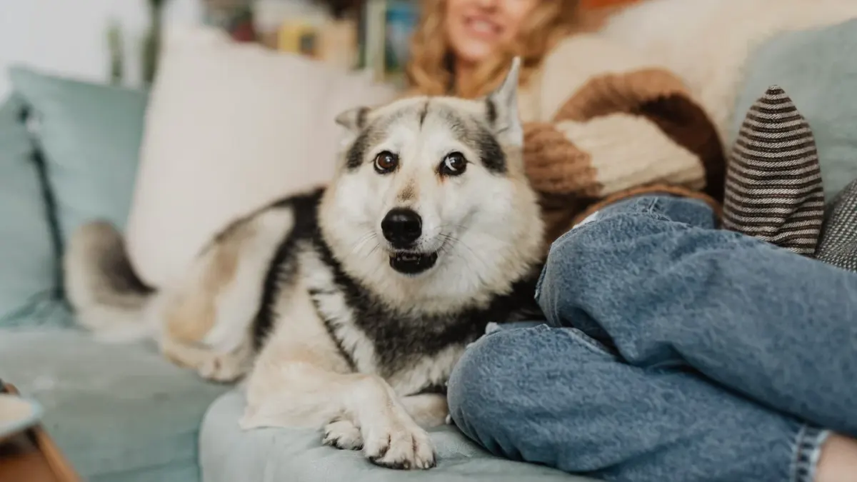 Dog resting beside an owner