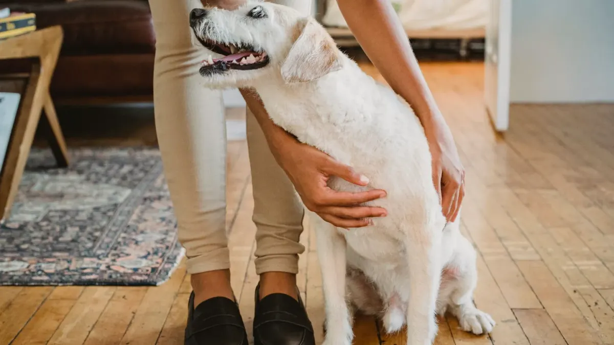 Dog walking with an owner