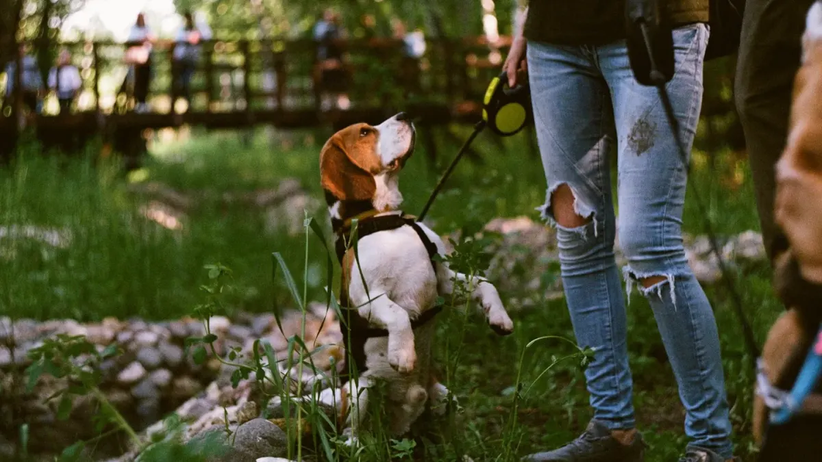 Dog walking with an owner