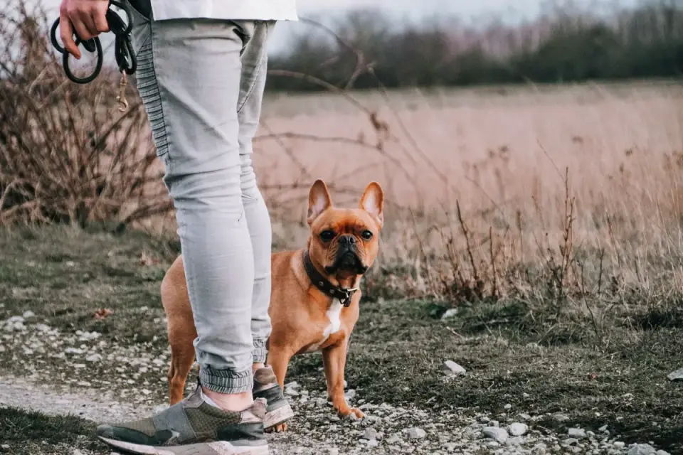 Dog walking with an owner