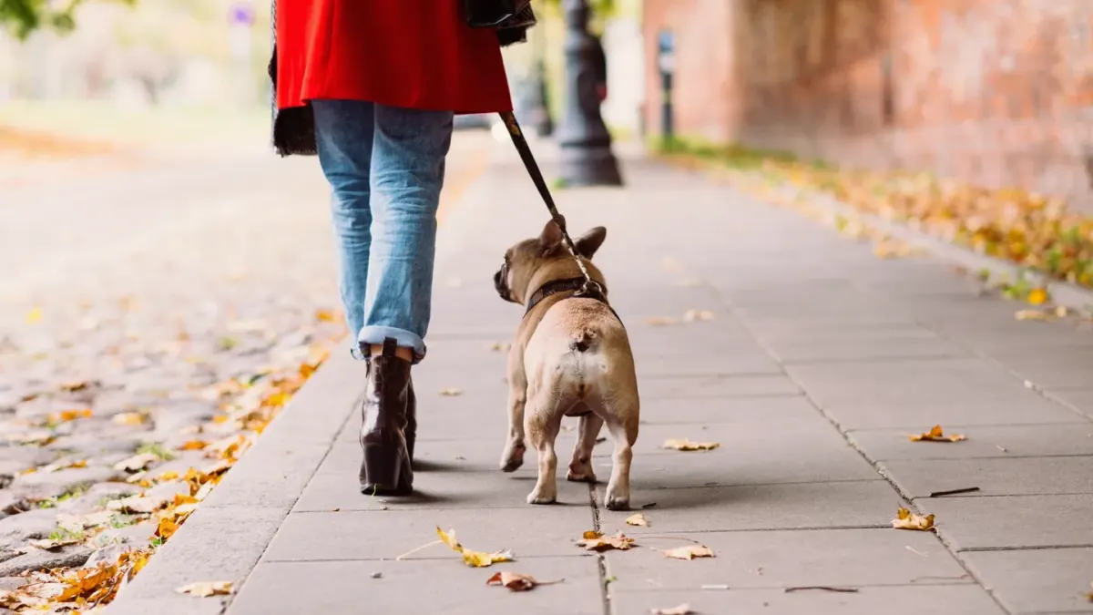 Dog walking with an owner