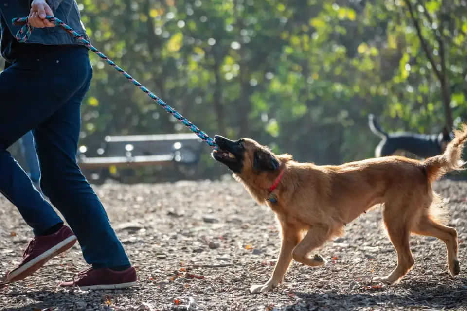 Dog walking with an owner