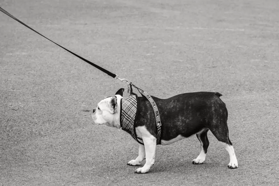 Dog walking with an owner