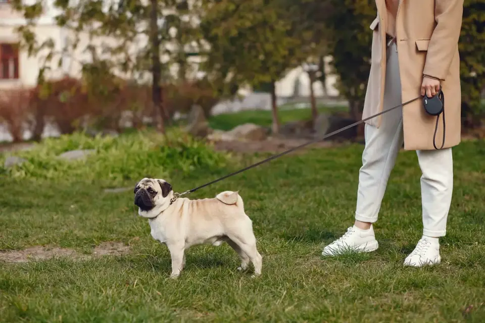 Dog walking with an owner