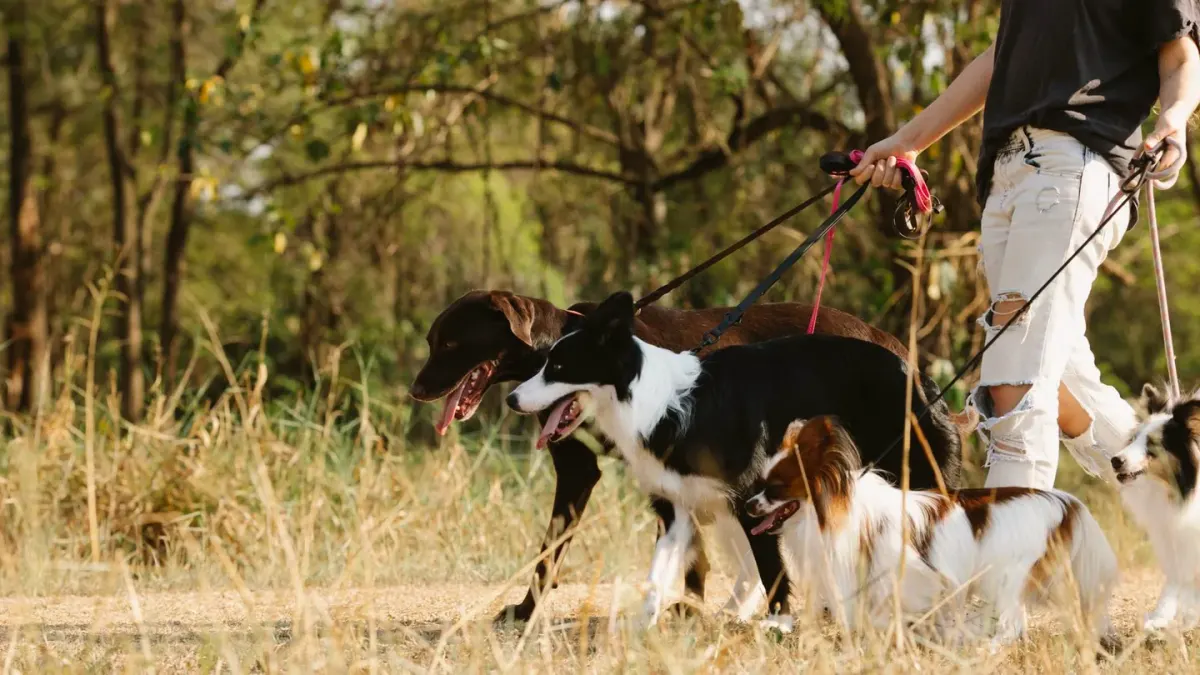 Dog walking with an owner
