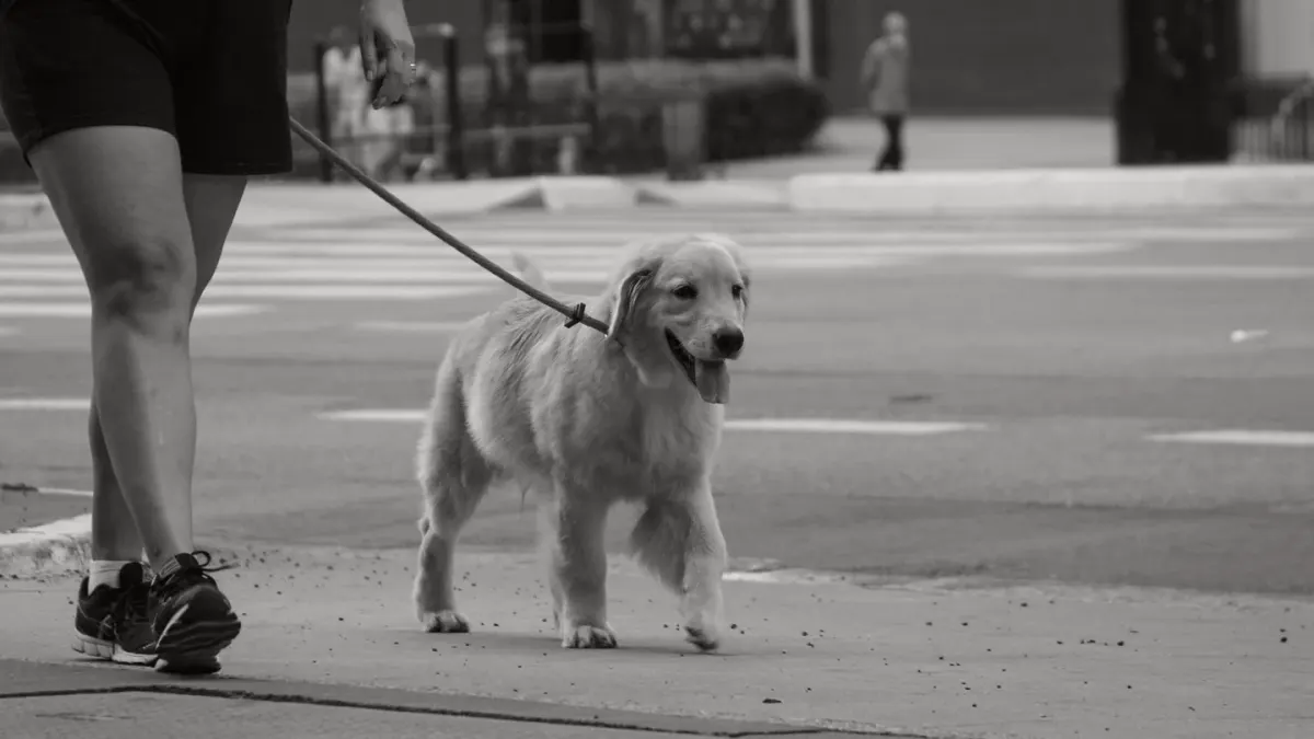 Dog walking with an owner