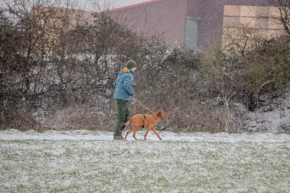 Dog walking with an owner