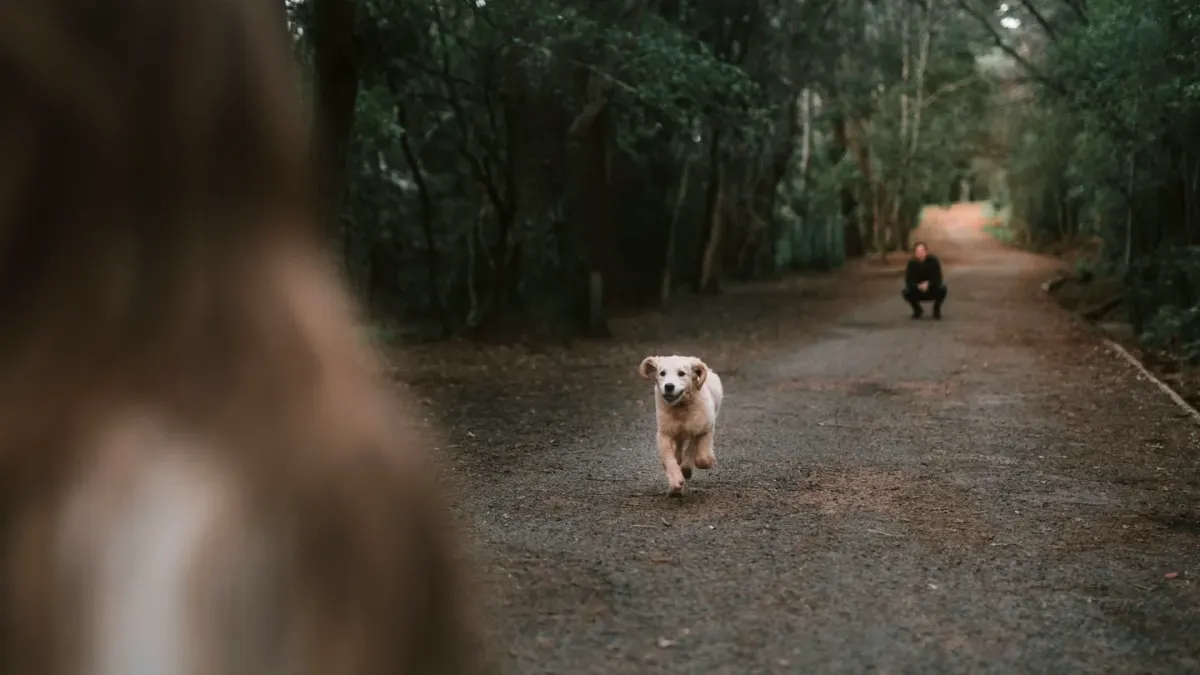 Dog walking with an owner