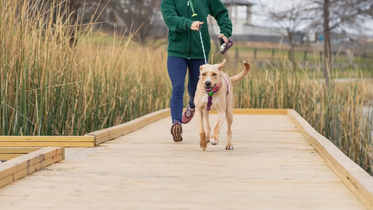 Dog walking with an owner