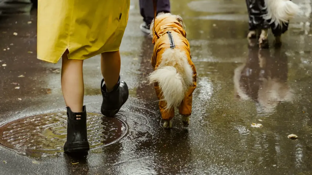 Dog walking with an owner