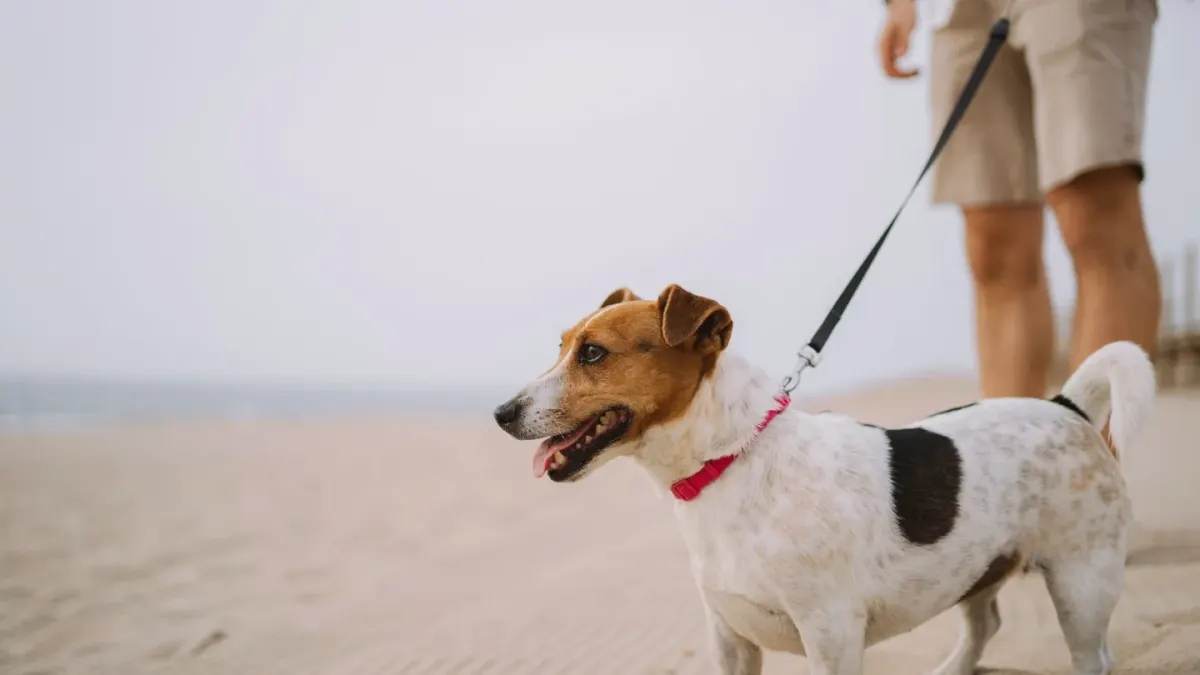 Dog walking with an owner