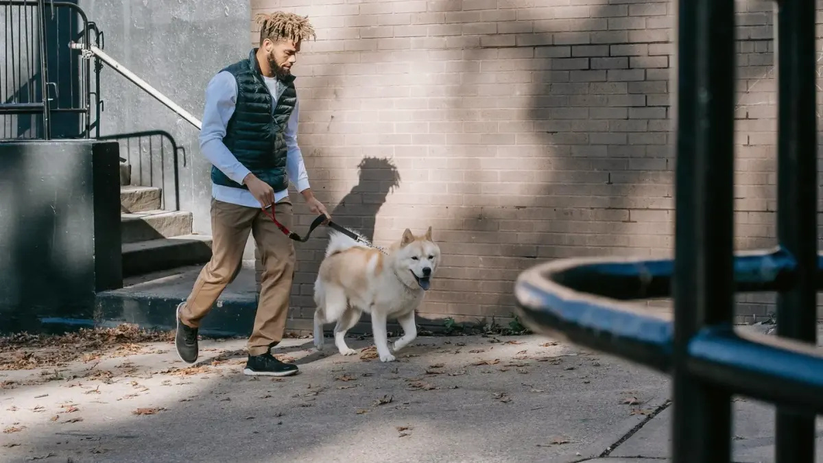 Dog walking with an owner