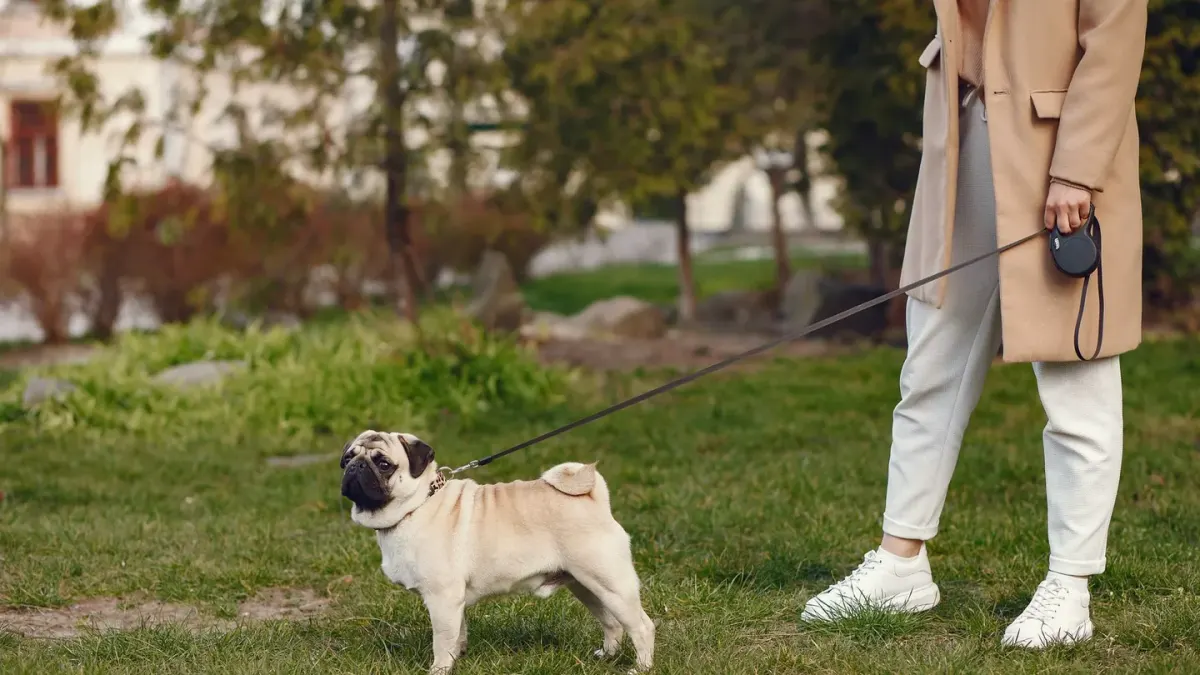 Dog walking with an owner
