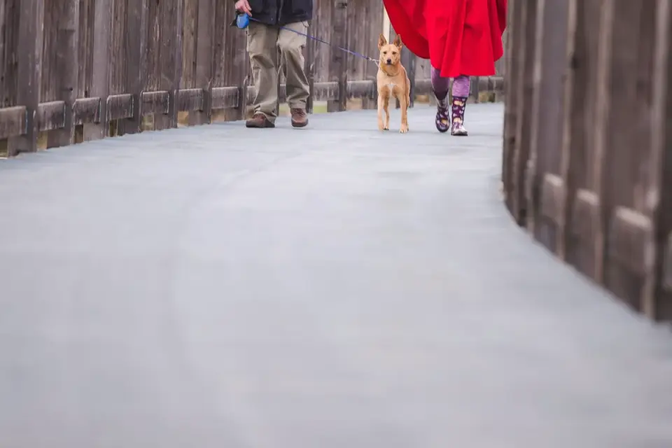 Dog walking with an owner