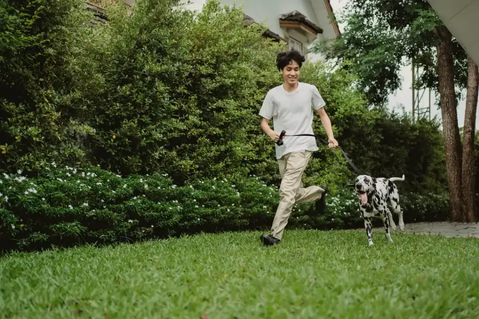 Dog walking with an owner