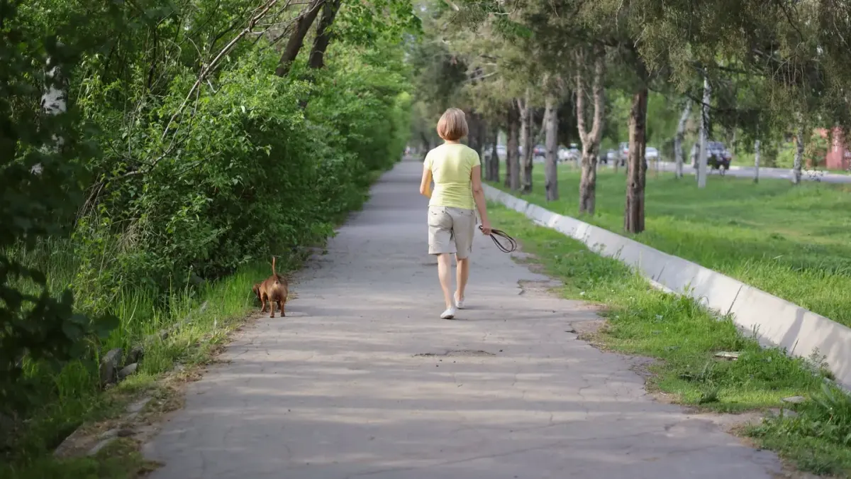 Dog walking with an owner