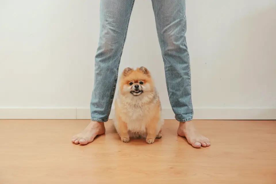 Dog with an owner at home