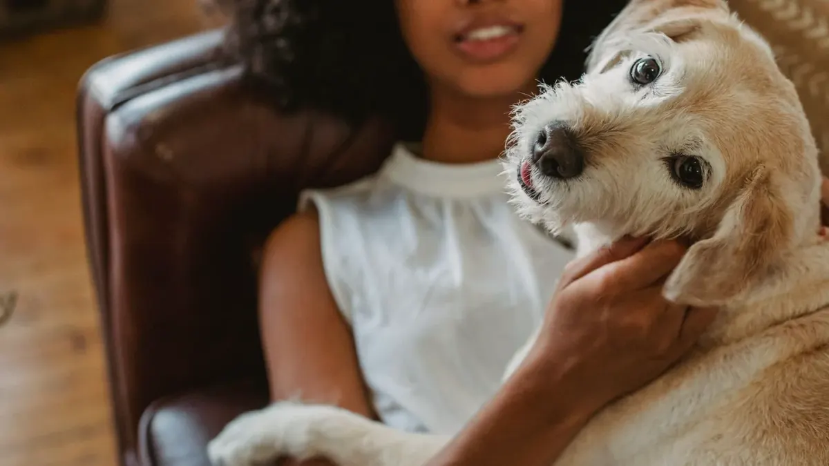 Dog with an owner at home