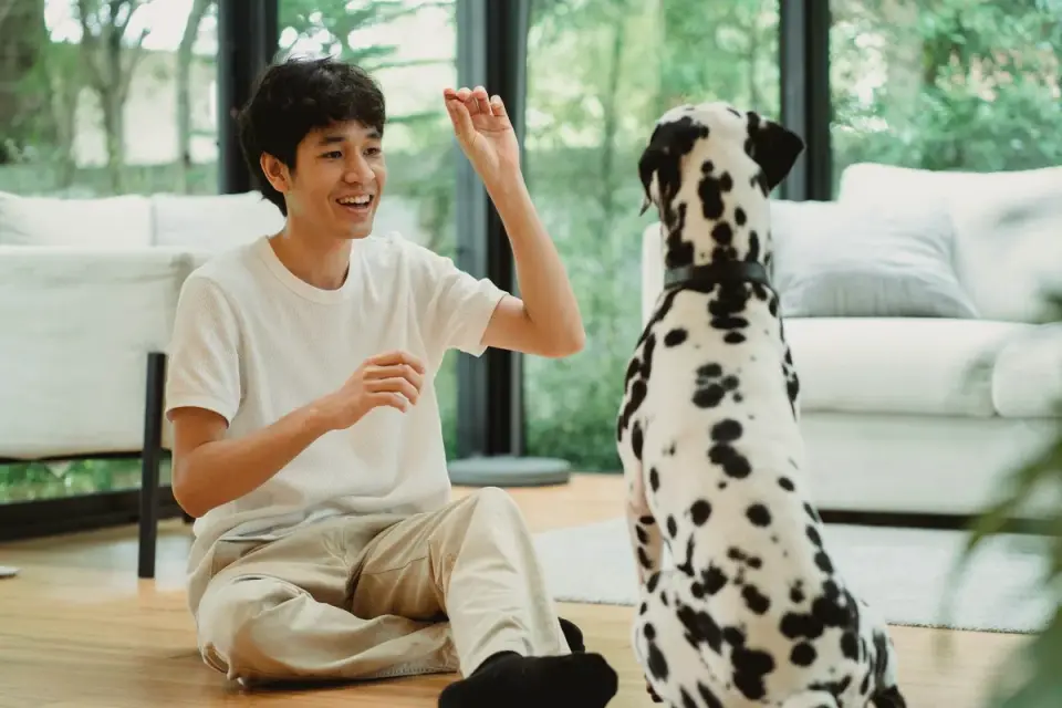 Dog with an owner at home